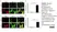 Anti Mouse CD11c Antibody, clone N418 thumbnail image 2