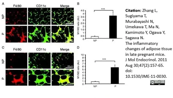 Anti Mouse CD11c Antibody, clone N418 | Bio-Rad