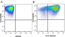 Anti Mouse CD11c Antibody, clone N418 gallery image 20