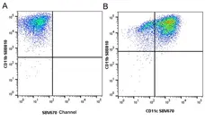 Anti Mouse CD11c Antibody, clone N418 gallery image 23