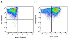 Anti Mouse CD11c Antibody, clone N418 gallery image 25