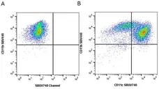 Anti Mouse CD11c Antibody, clone N418 gallery image 27