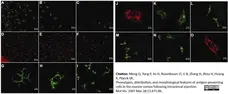 Anti Mouse CD11c Antibody, clone N418 gallery image 6