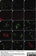 Anti Mouse CD11c Antibody, clone N418 thumbnail image 6