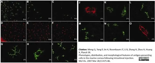 Anti Mouse CD11c Antibody, clone N418 | Bio-Rad