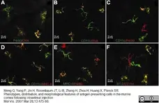 Anti Mouse CD11c Antibody, clone N418 gallery image 7