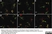 Anti Mouse CD11c Antibody, clone N418 thumbnail image 7