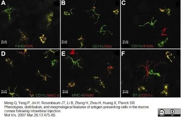 Anti Mouse CD11c Antibody, clone N418 gallery image 7