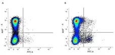 Anti Mouse CD11c Antibody, clone N418 gallery image 8