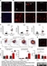 Anti Mouse CD11c Antibody, clone N418 thumbnail image 9
