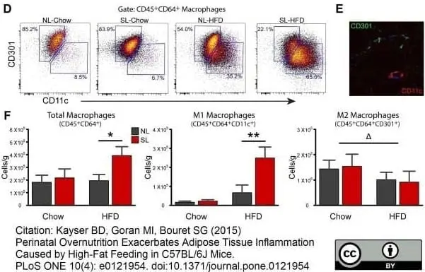 Anti Mouse CD11c Antibody, clone N418 | Bio-Rad
