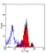 Anti Mouse CD13 Antibody, clone ER-BMDM1 thumbnail image 2
