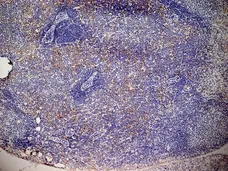 Anti Mouse CD13 Antibody, clone ER-BMDM1 gallery image 3