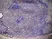 Anti Mouse CD13 Antibody, clone ER-BMDM1 thumbnail image 3