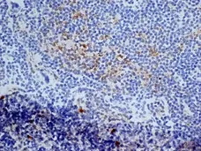 Anti Mouse CD13 Antibody, clone ER-BMDM1 gallery image 4