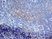Anti Mouse CD13 Antibody, clone ER-BMDM1 thumbnail image 4