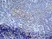 Anti Mouse CD13 Antibody, clone ER-BMDM1 thumbnail image 4