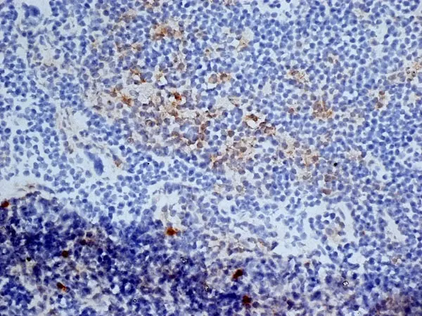 Anti Mouse CD13 Antibody, clone ER-BMDM1 gallery image 4