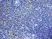 Anti Mouse CD13 Antibody, clone ER-BMDM1 thumbnail image 5