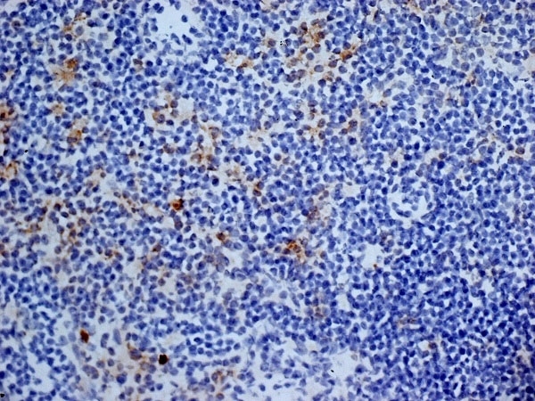 Anti Mouse CD13 Antibody, clone ER-BMDM1 gallery image 5