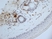 Anti Mouse CD13 Antibody, clone ER-BMDM1 thumbnail image 6