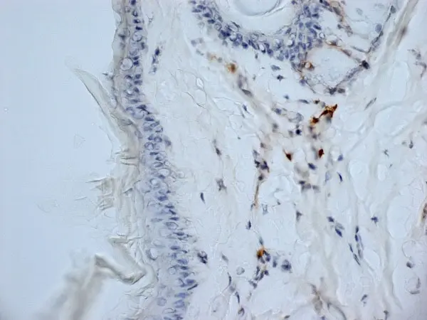 Anti Mouse CD13 Antibody, clone ER-BMDM1 gallery image 7