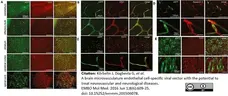 Anti Mouse CD13 Antibody, clone R3-63 | Bio-Rad