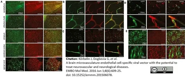 Anti Mouse CD13 Antibody, clone R3-63 gallery image 11