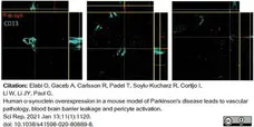 Anti Mouse CD13 Antibody, clone R3-63 gallery image 12