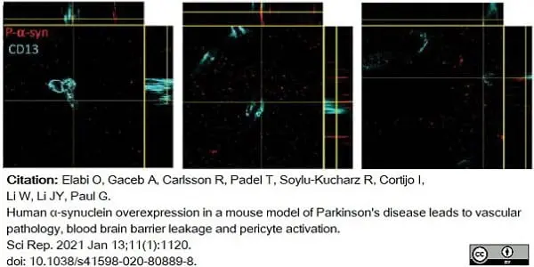 Anti Mouse CD13 Antibody, clone R3-63 gallery image 12