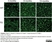 Anti Mouse CD13 Antibody, clone R3-63 thumbnail image 13