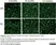 Anti Mouse CD13 Antibody, clone R3-63 thumbnail image 13