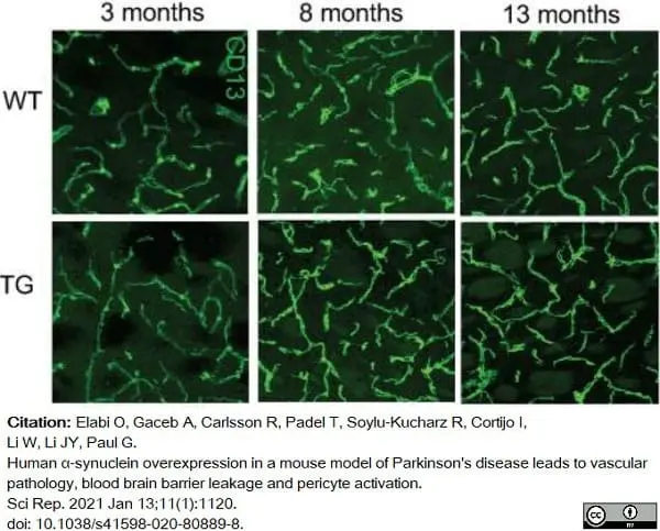Anti Mouse CD13 Antibody, clone R3-63 | Bio-Rad