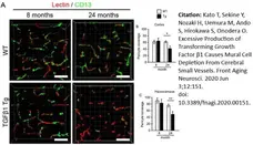 Anti Mouse CD13 Antibody, clone R3-63 gallery image 14