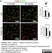 Anti Mouse CD13 Antibody, clone R3-63 thumbnail image 14