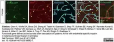 Anti Mouse CD13 Antibody, clone R3-63 gallery image 15