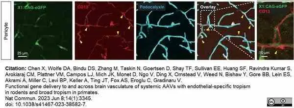 Anti Mouse CD13 Antibody, clone R3-63 gallery image 15