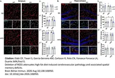 Anti Mouse CD13 Antibody, clone R3-63 gallery image 16