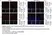 Anti Mouse CD13 Antibody, clone R3-63 thumbnail image 16