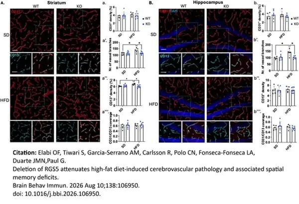 Anti Mouse CD13 Antibody, clone R3-63 gallery image 16