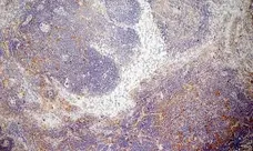 Anti Mouse CD13 Antibody, clone R3-63 gallery image 4