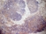 Anti Mouse CD13 Antibody, clone R3-63 thumbnail image 4