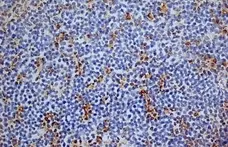 Anti Mouse CD13 Antibody, clone R3-63 gallery image 5