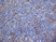 Anti Mouse CD13 Antibody, clone R3-63 thumbnail image 5
