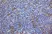 Anti Mouse CD13 Antibody, clone R3-63 thumbnail image 5