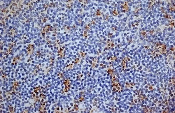 Anti Mouse CD13 Antibody, clone R3-63 gallery image 5