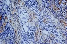 Anti Mouse CD13 Antibody, clone R3-63 gallery image 6