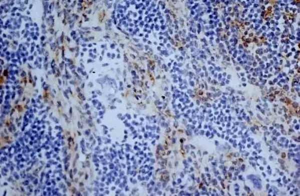 Anti Mouse CD13 Antibody, clone R3-63 gallery image 6