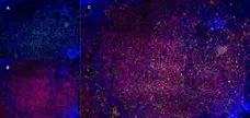 Anti Mouse CD13 Antibody, clone R3-63 gallery image 7