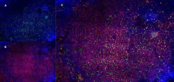 Anti Mouse CD13 Antibody, clone R3-63 gallery image 7
